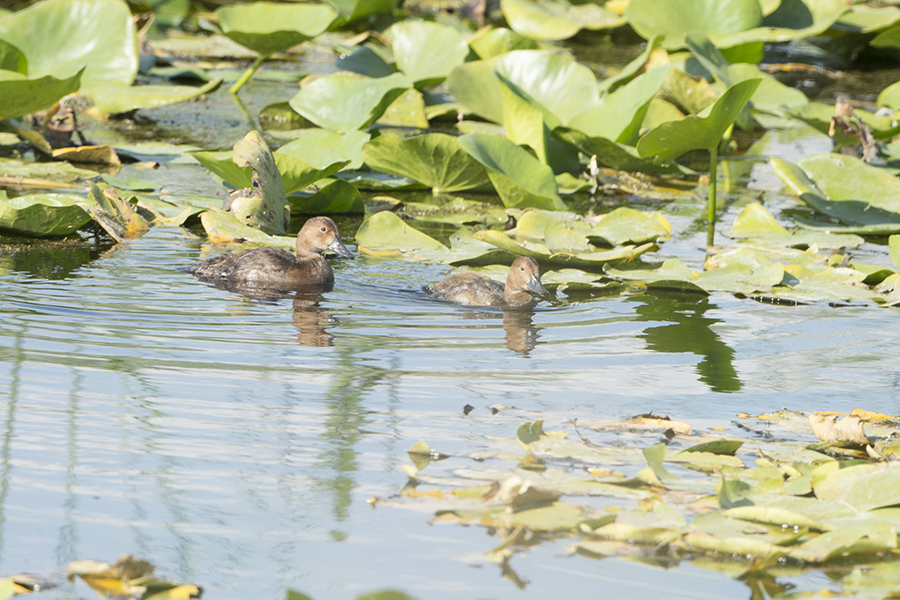 Common Pochard