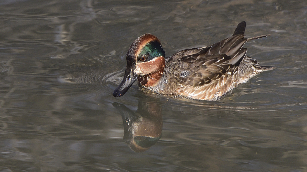 Eurasian Teal