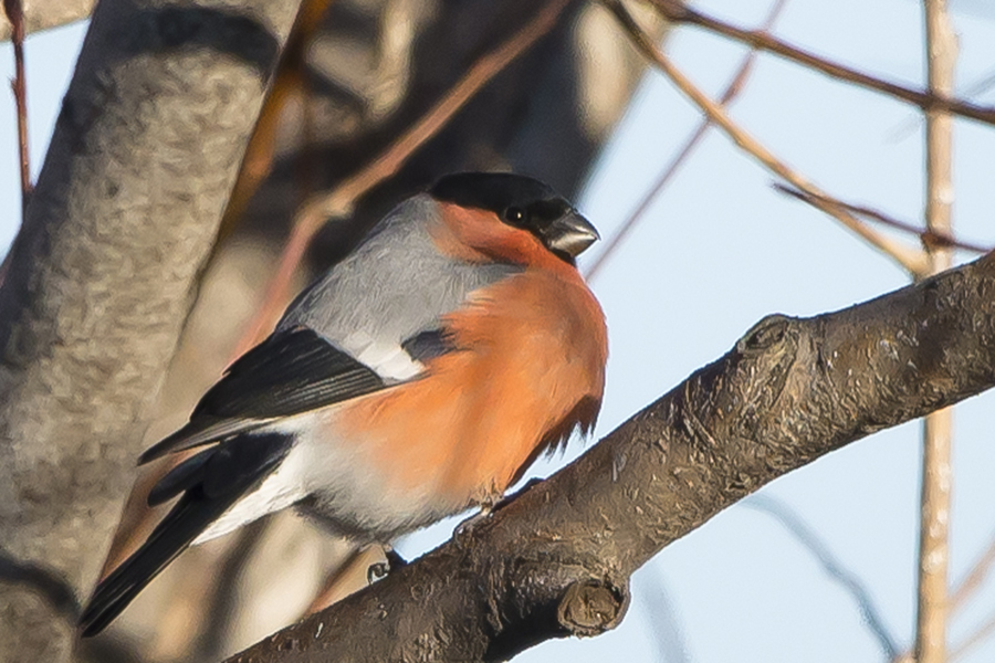 Eurasian Bullfinch