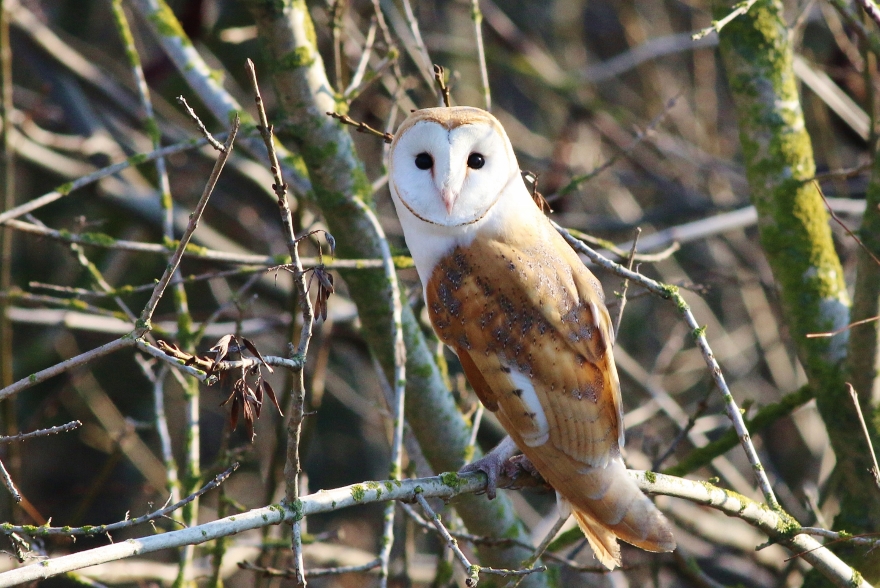 Western Barn Owl