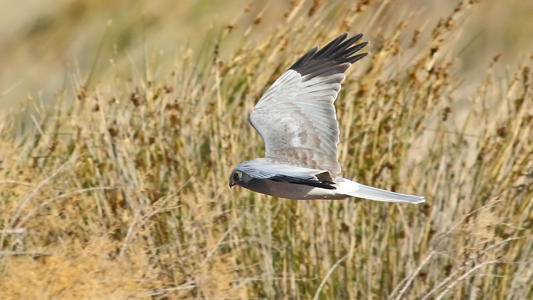 Hen Harrier