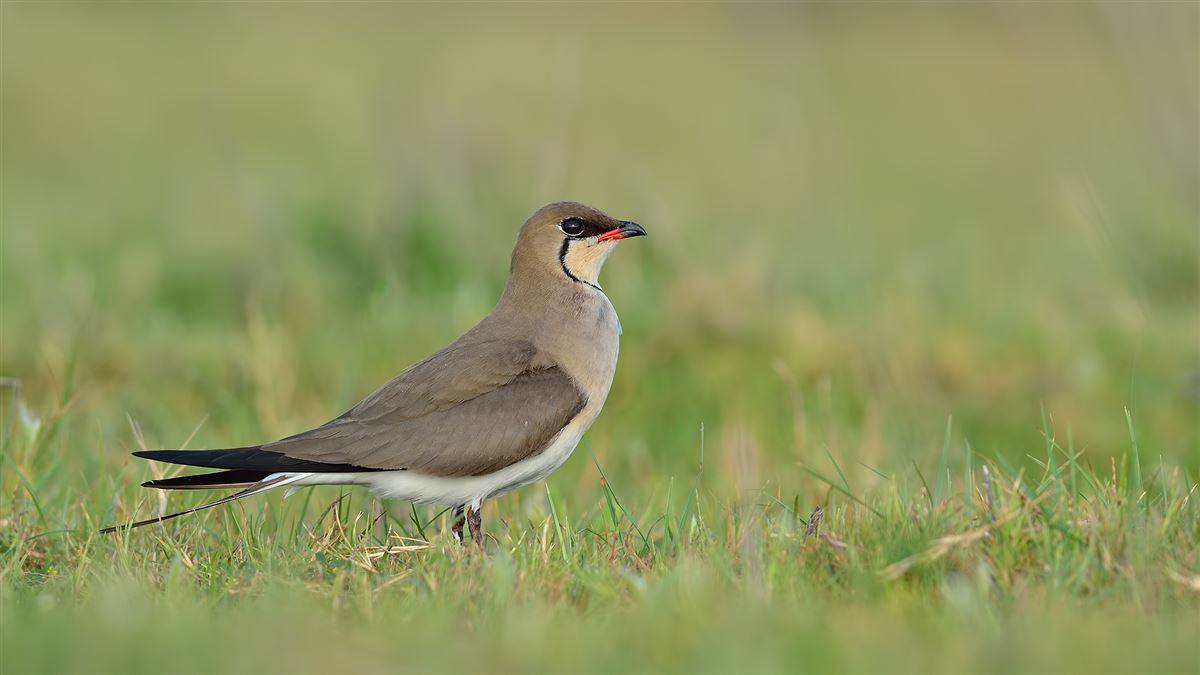 Collared Pratincole