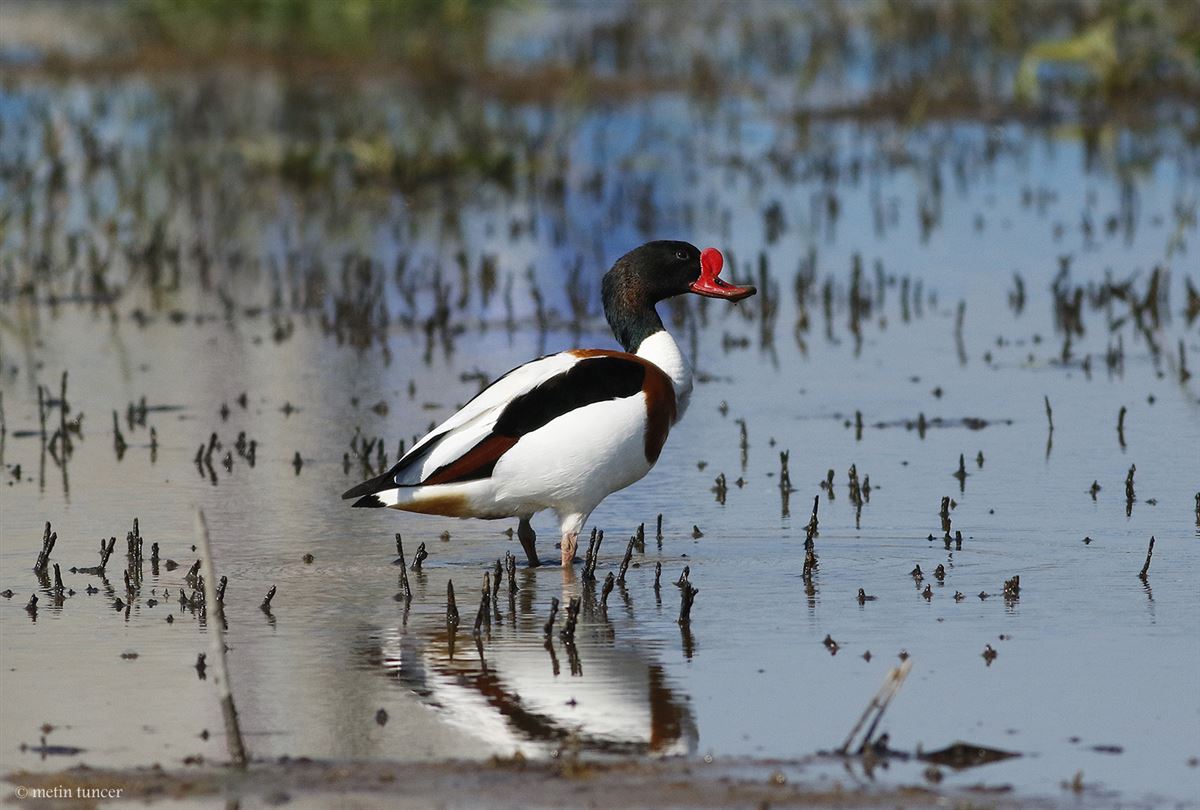 Common Shelduck