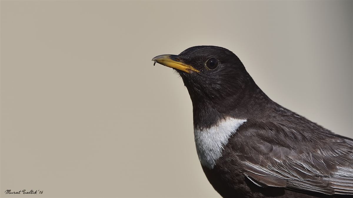 Ring Ouzel
