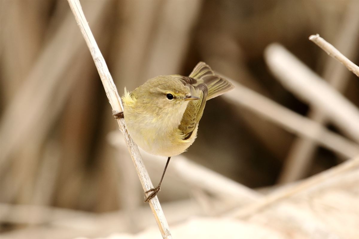Common Chiffchaff