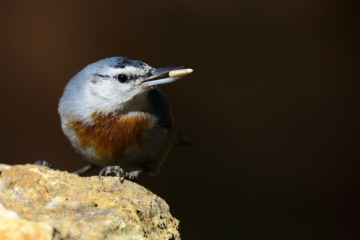 Krüper`s Nuthatch