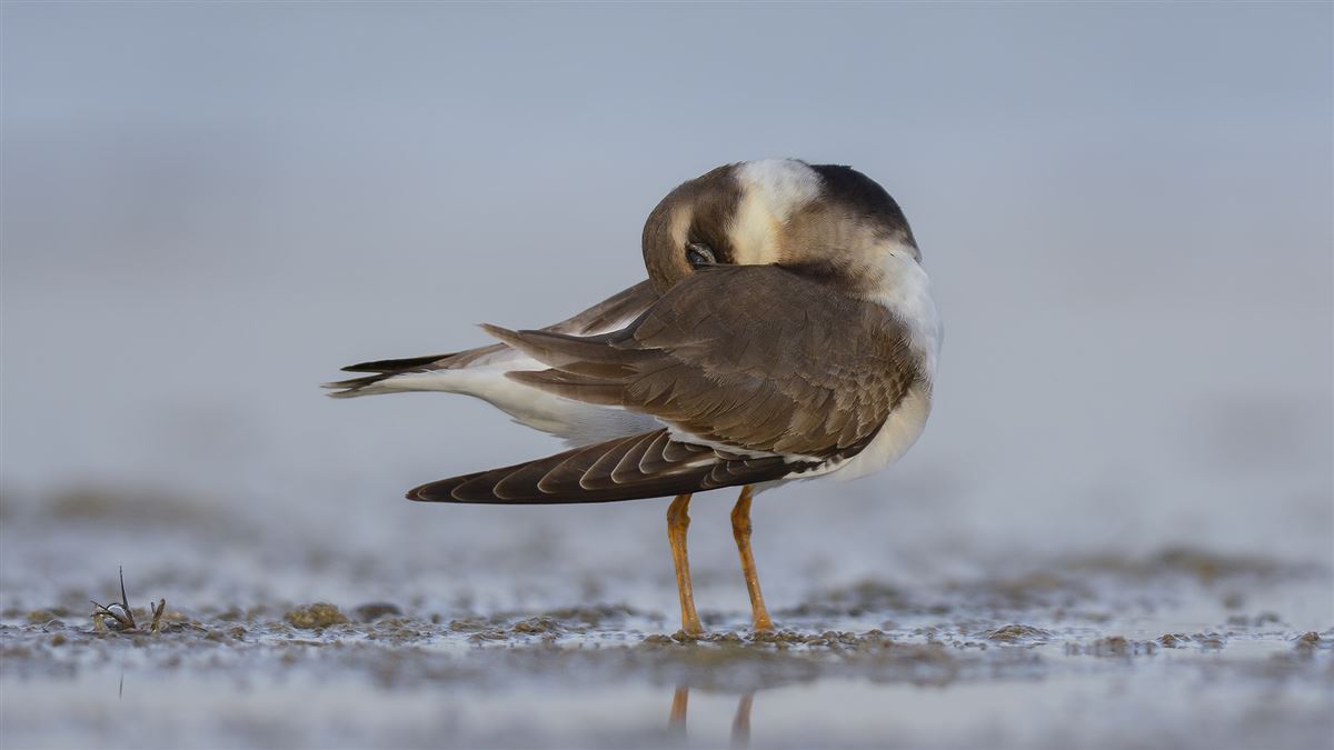 Common Ringed Plover