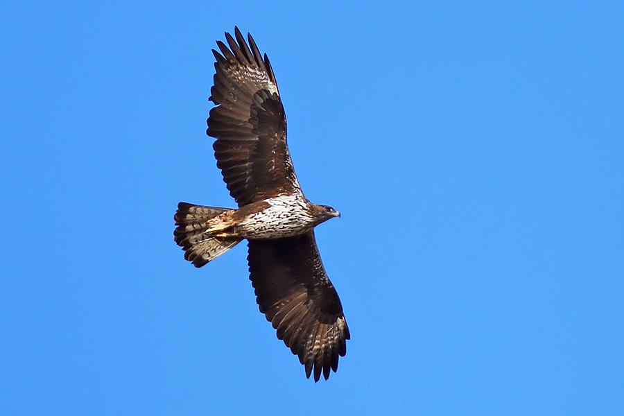 Bonelli`s Eagle