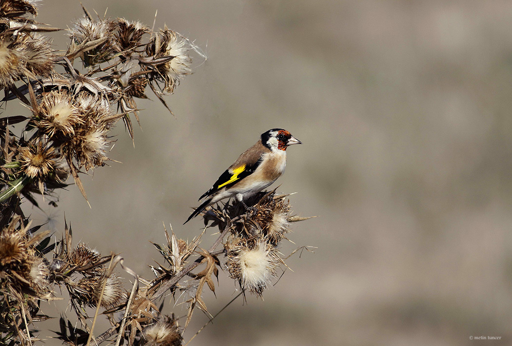 European Goldfinch