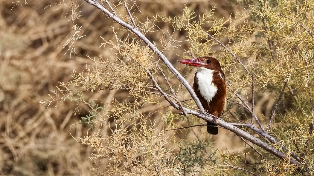White-throated Kingfisher