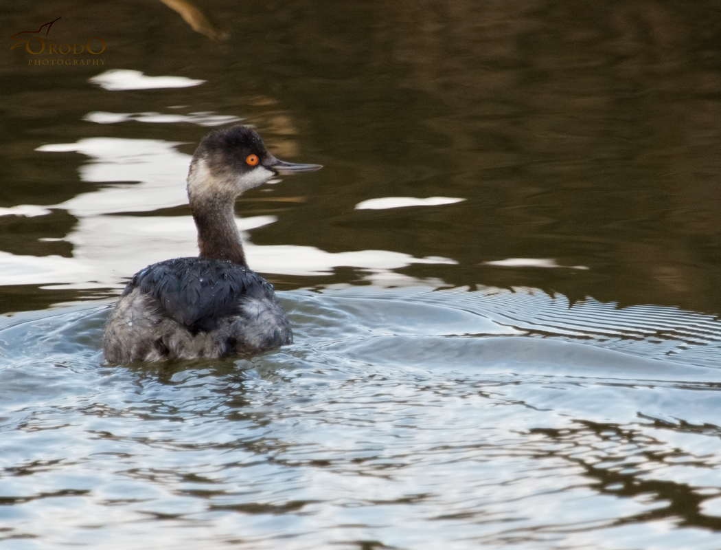 Black-necked Grebe