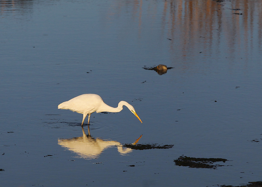 Great Egret