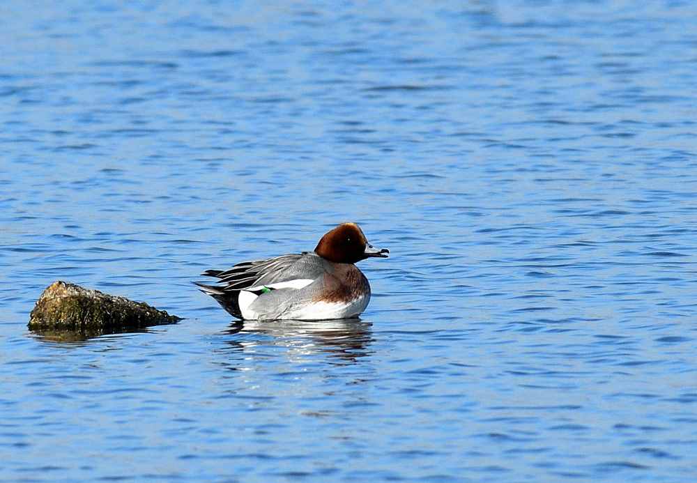 Eurasian Wigeon