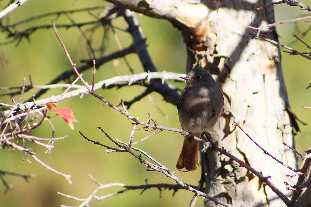 Black Redstart