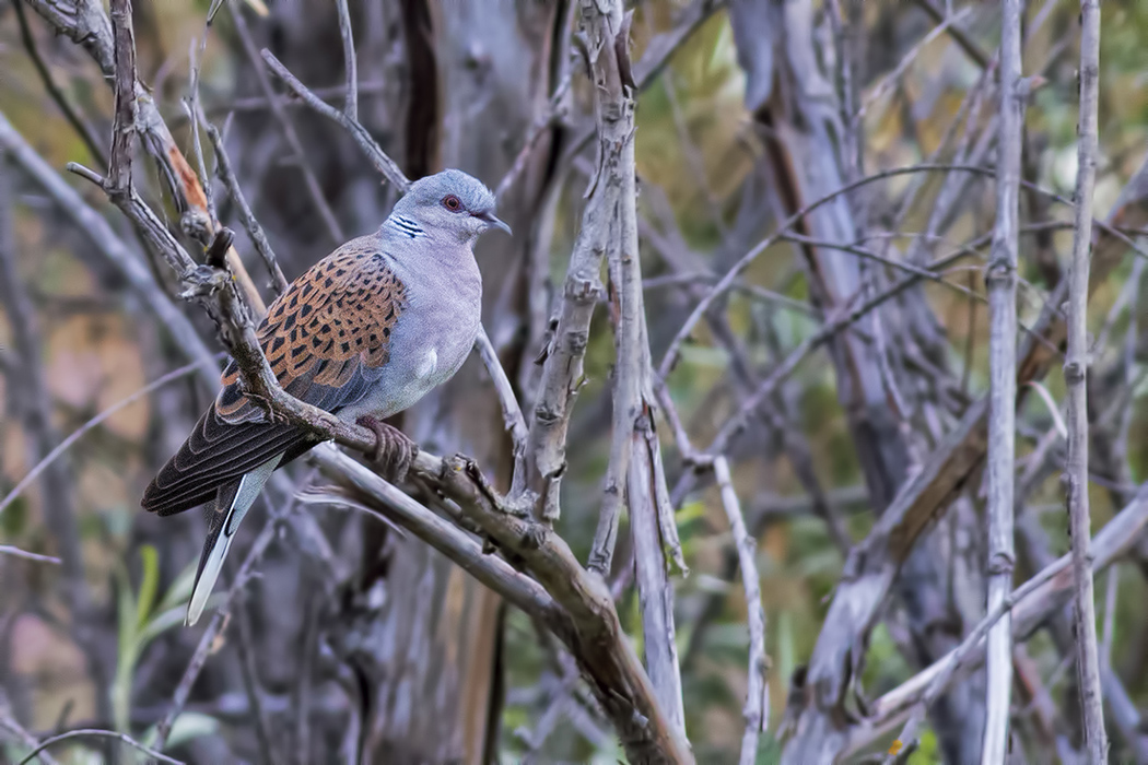 European Turtle Dove