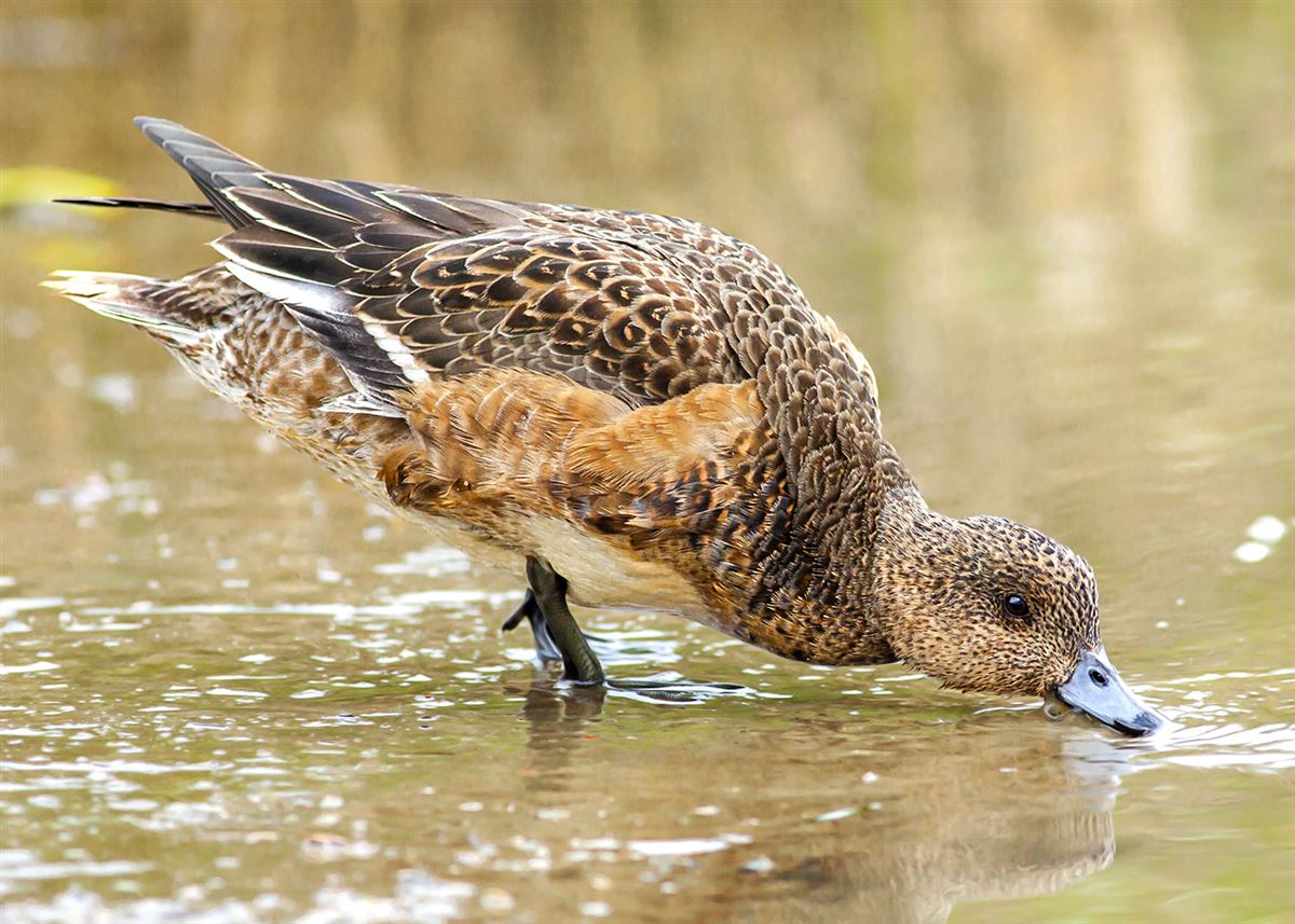 Eurasian Wigeon