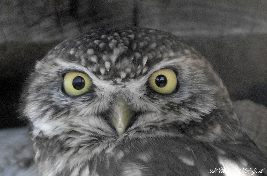 Little Owl