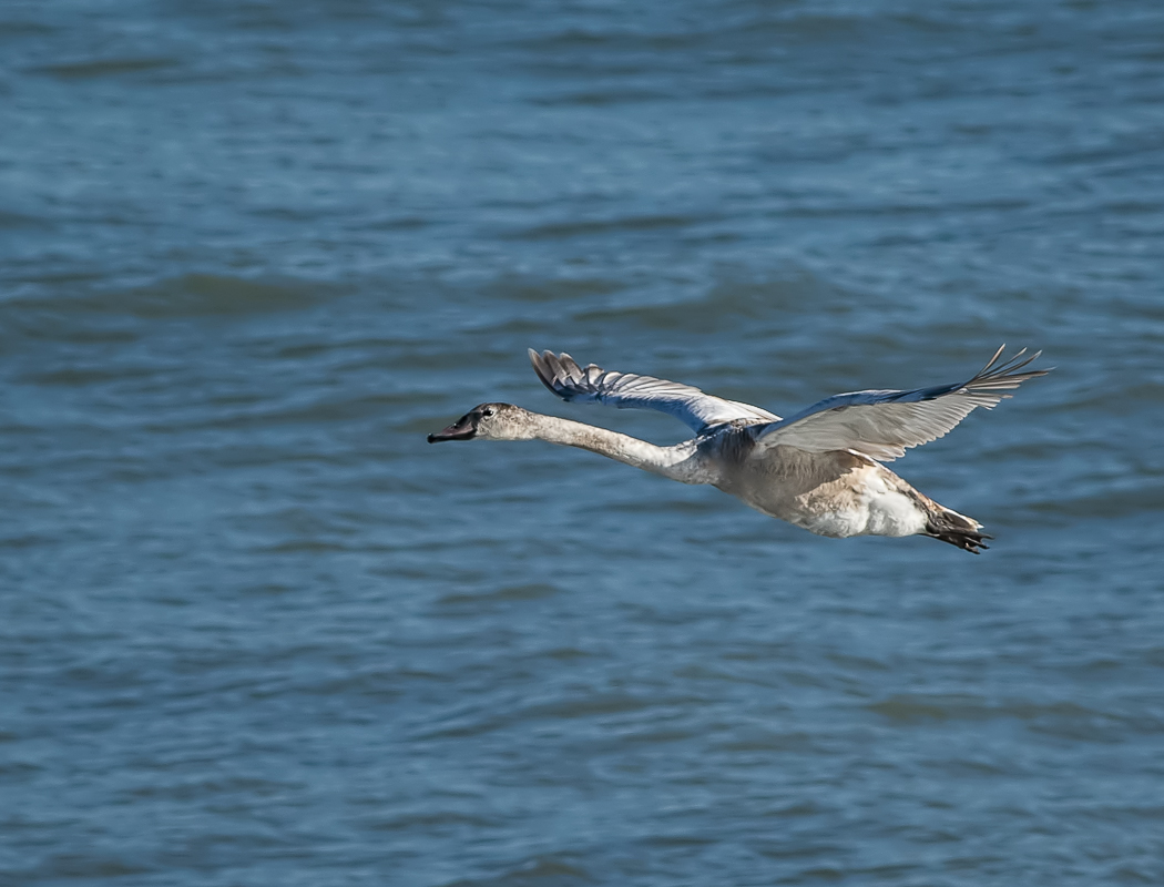 Mute Swan
