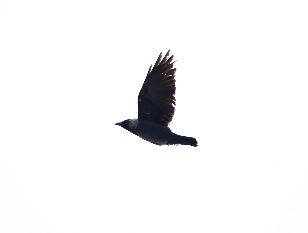 Western Jackdaw