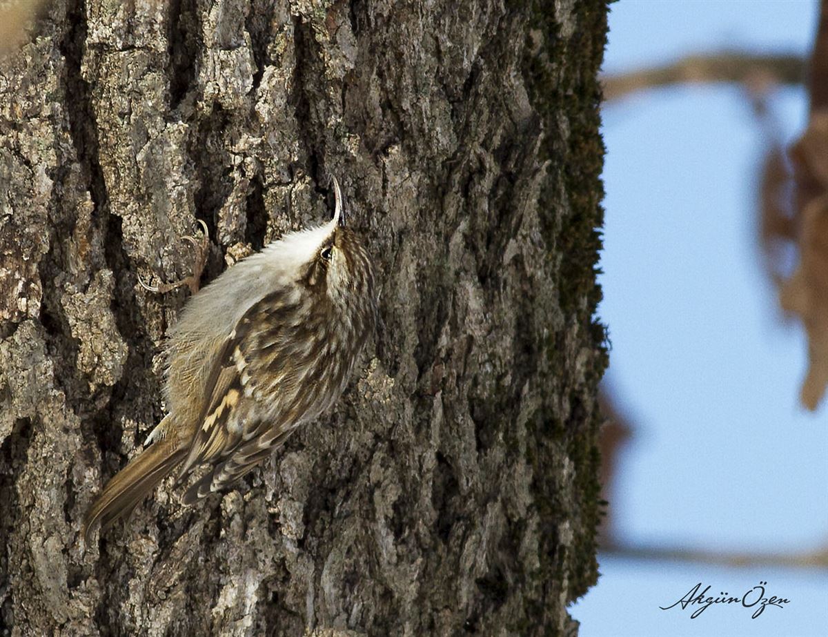 Short-toed Treecreeper