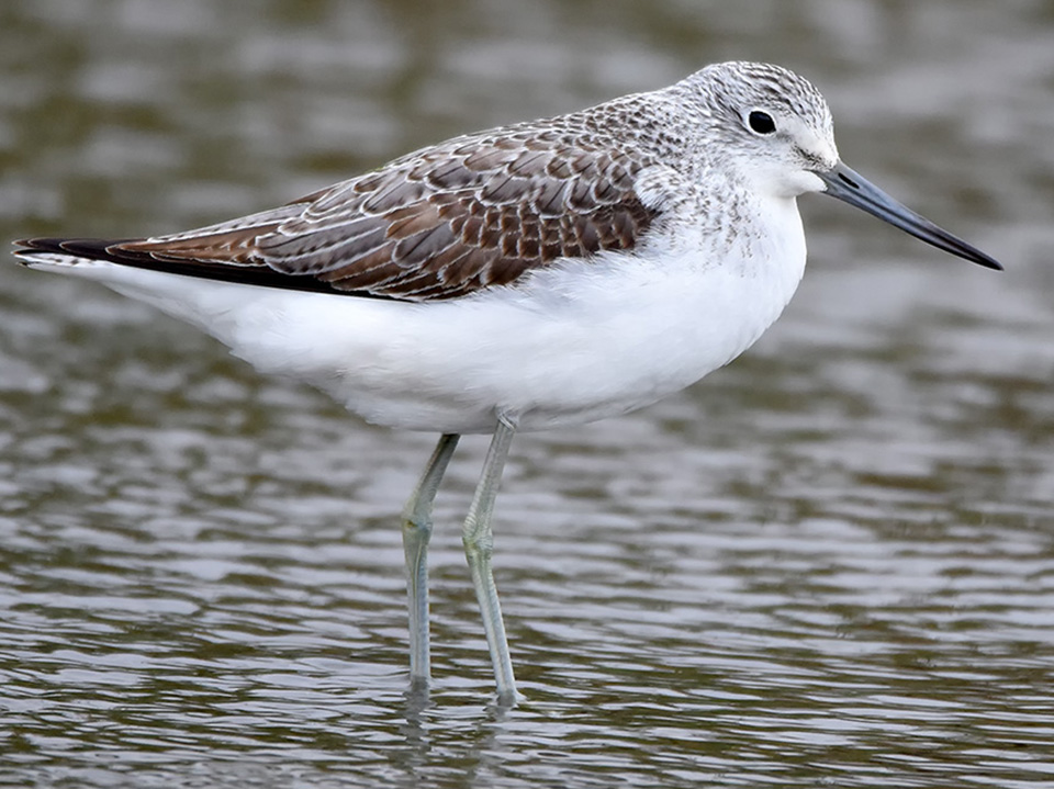 Common Greenshank
