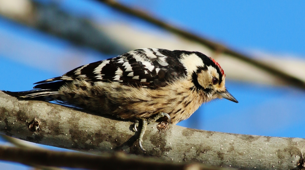 Lesser Spotted Woodpecker