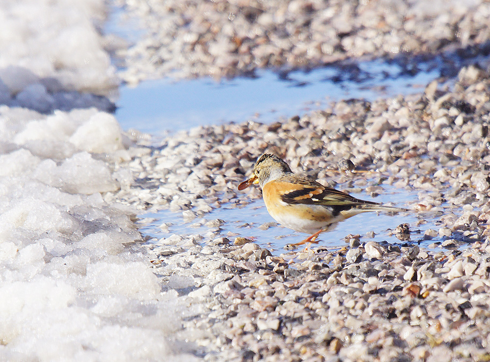 Brambling