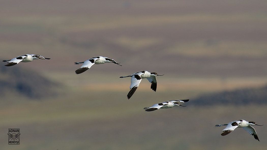 Pied Avocet