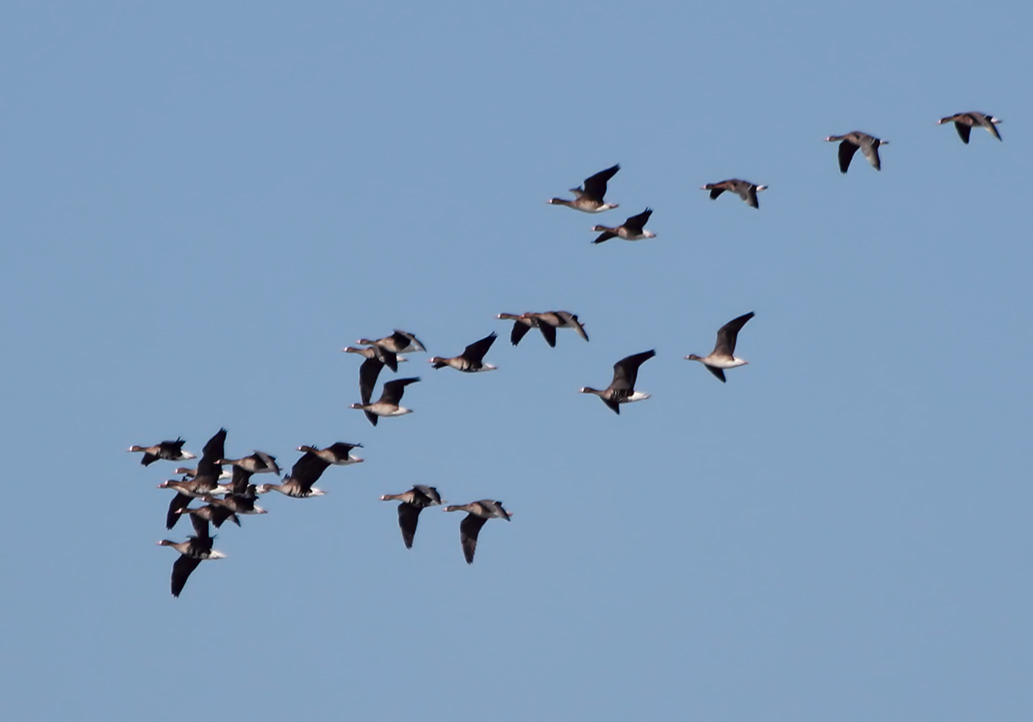 Greater White-fronted Goose