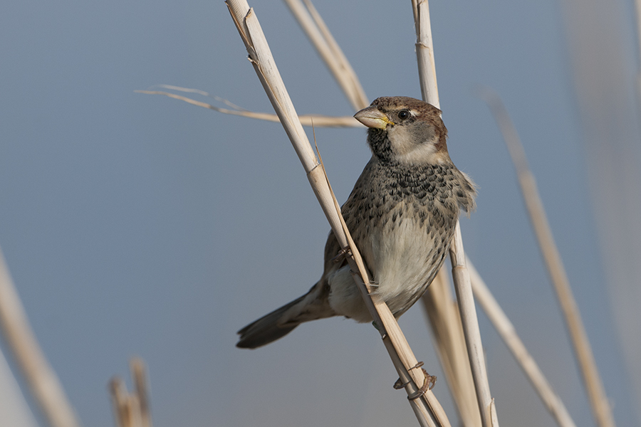 Spanish Sparrow