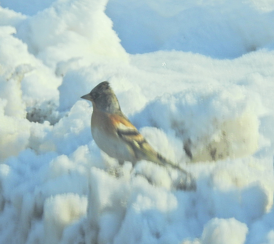 Brambling