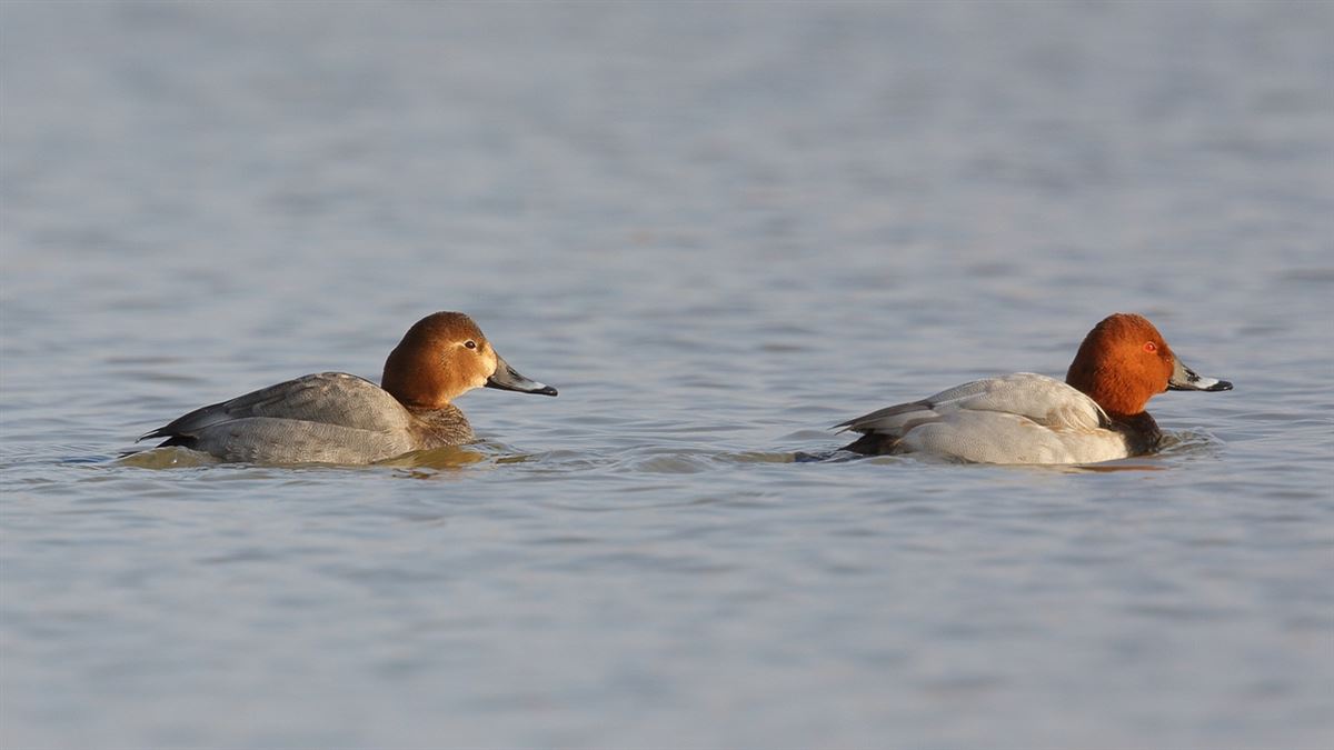 Common Pochard