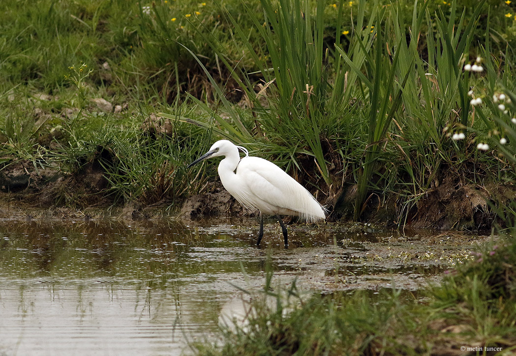 Little Egret
