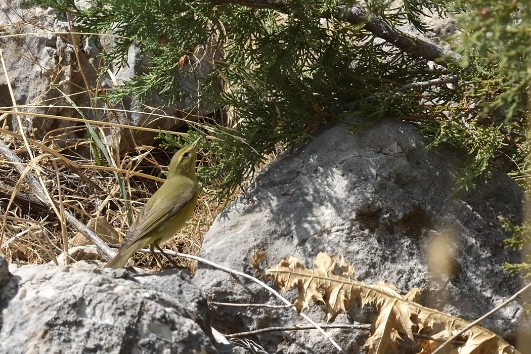 Willow Warbler