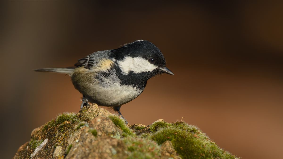 Coal Tit