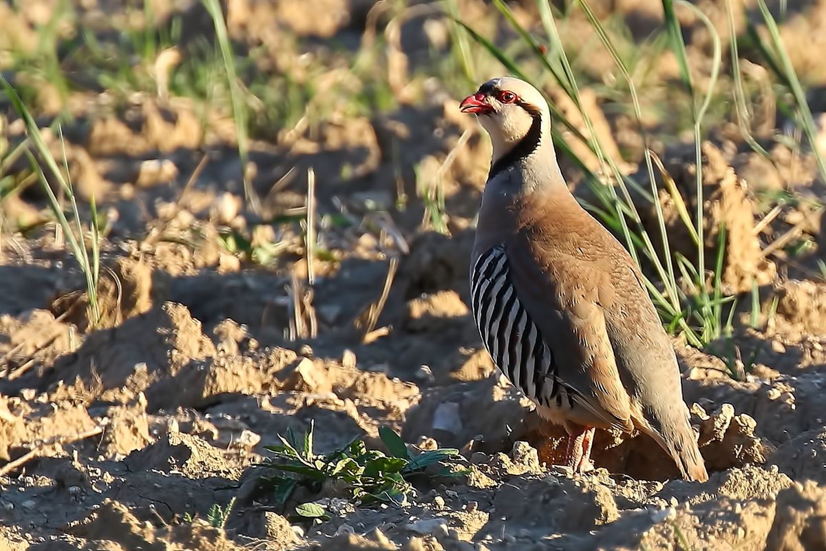 Chukar Partridge