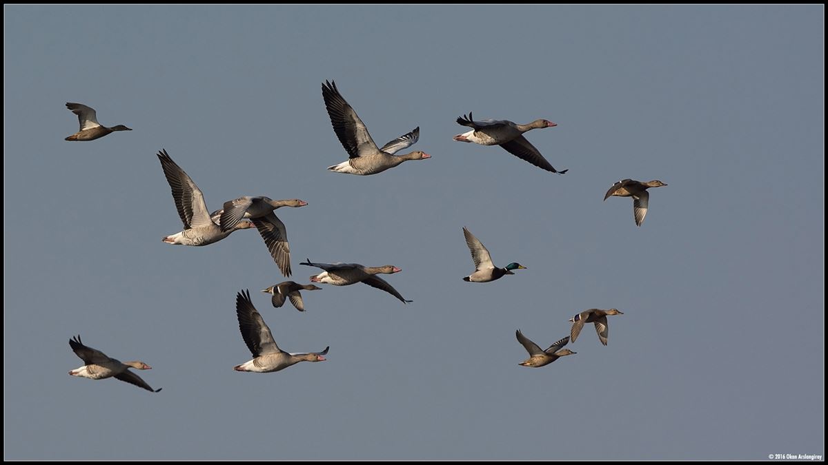 Greylag Goose