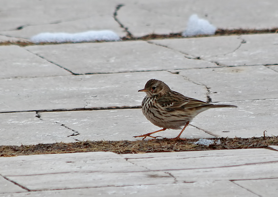 Meadow Pipit