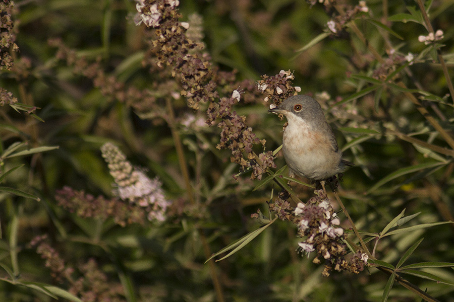 Subalpine Warbler