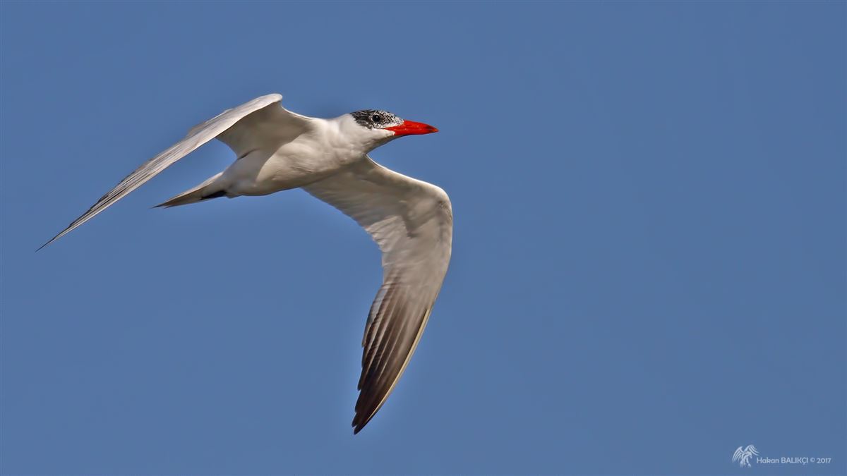 Caspian Tern