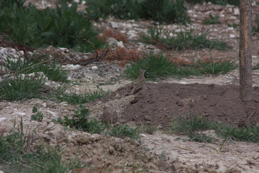 Crested Lark