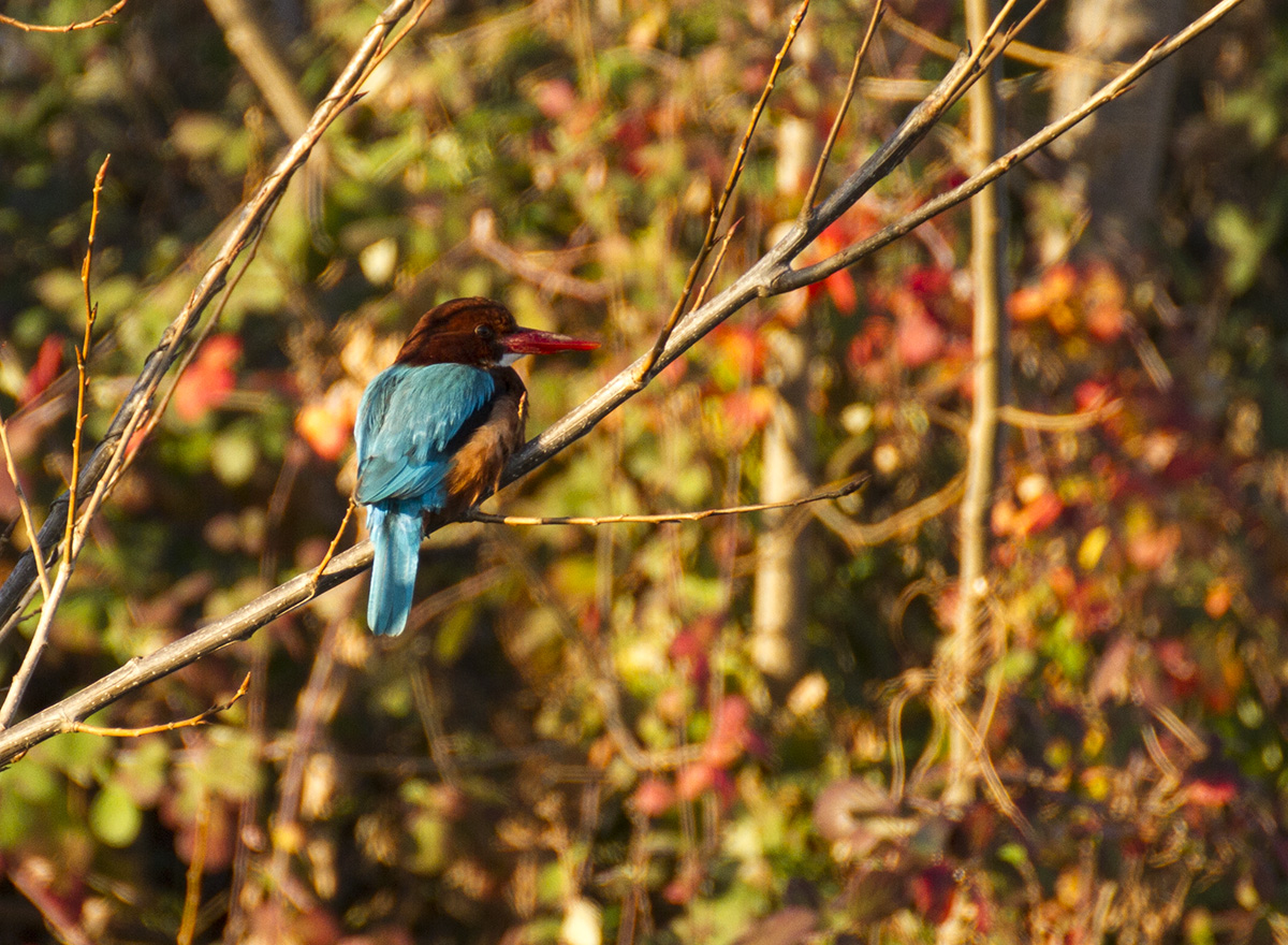 White-throated Kingfisher