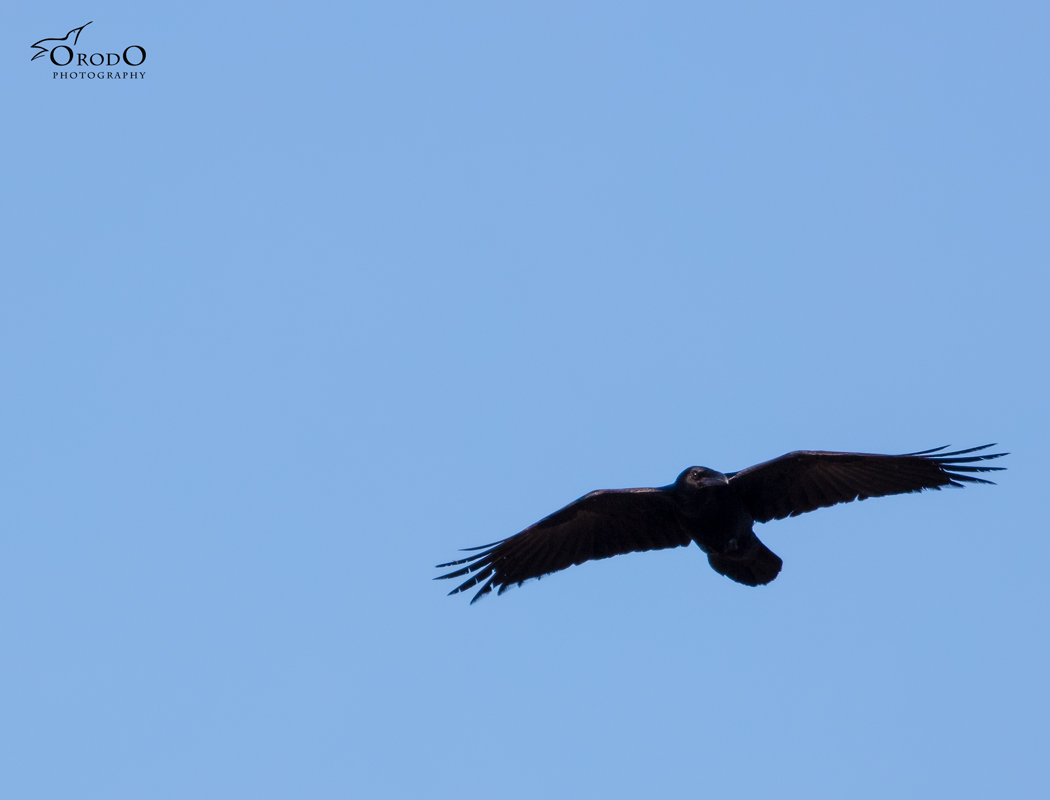 Northern Raven