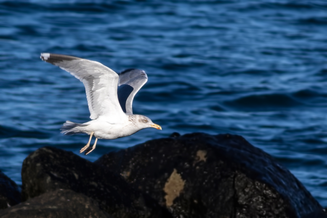 European Herring Gull