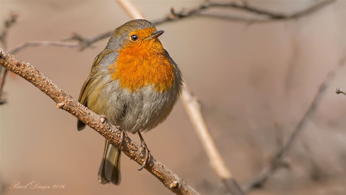 European Robin