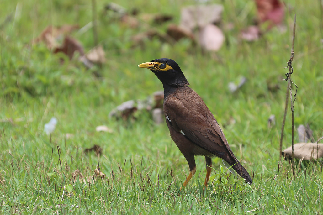 Common Myna