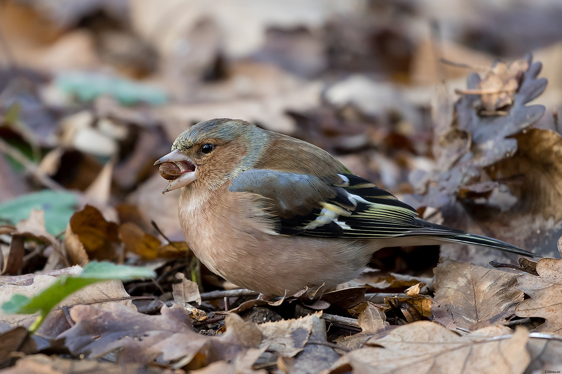 Eurasian Chaffinch