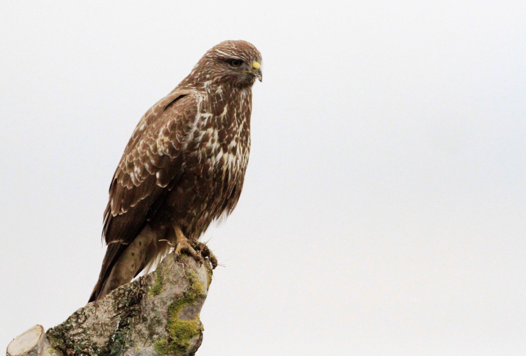 Common Buzzard