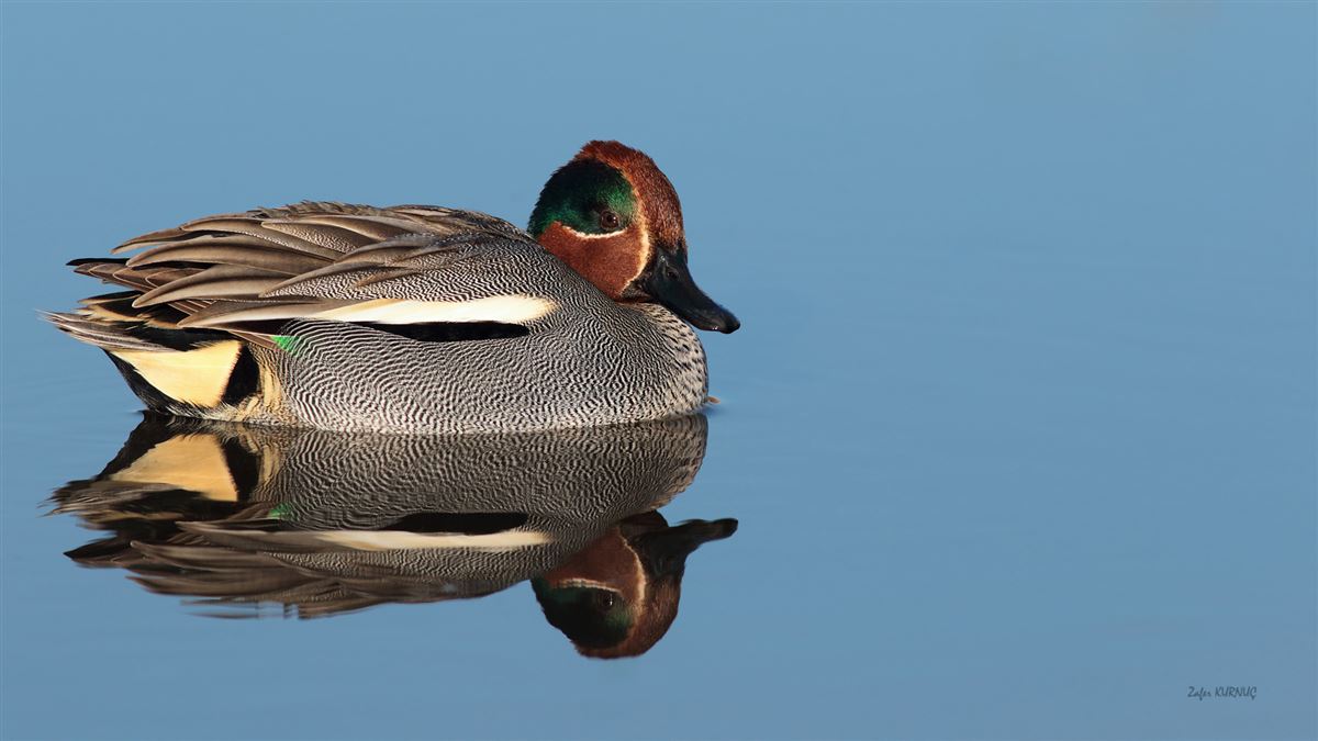 Eurasian Teal