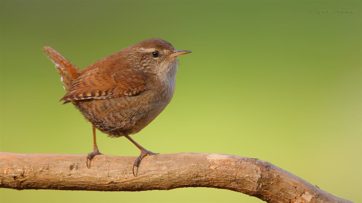 Eurasian Wren